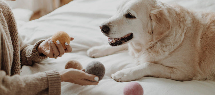 Hundespielzeug | Bälle